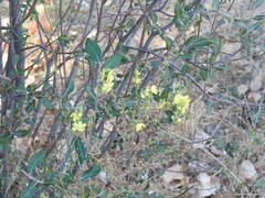 Verbascum pulverulentum