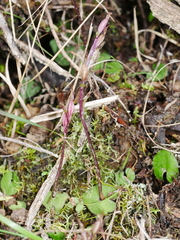Acianthus sinclairii