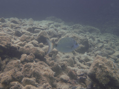 Diplodus puntazzo