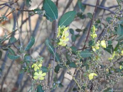 Verbascum pulverulentum