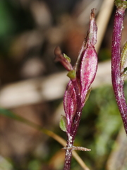 Acianthus sinclairii