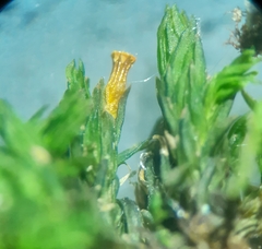 Orthotrichaceae