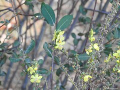 Salix atrocinerea