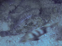 Scorpaena porcus