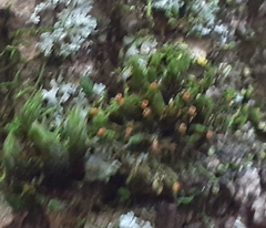 Orthotrichaceae