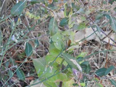 Verbascum pulverulentum
