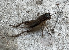 Gryllinae