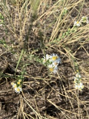 Symphyotrichum falcatum