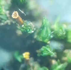 Orthotrichaceae