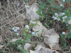 Mentha suaveolens