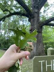 Quercus macrocarpa