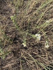 Symphyotrichum falcatum