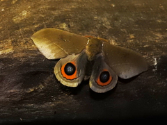 Automeris naranja