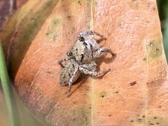 Habronattus coecatus