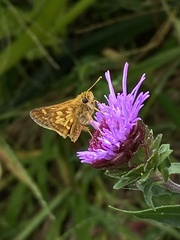 Polites peckius