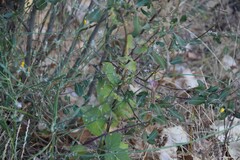 Salix atrocinerea