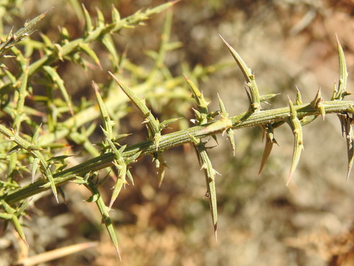 Image of Ulex Australis (Ulex australis) by (c) Duarte Frade, some rights reserved (CC BY)