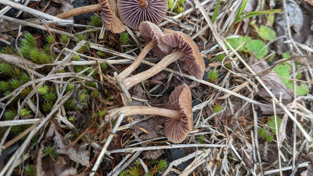 Laccaria japonica