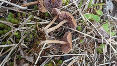 Laccaria japonica