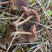 Laccaria japonica