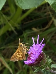 Polites peckius