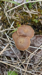 Laccaria japonica