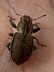 Naupactus peregrinus