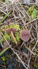 Laccaria japonica