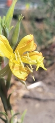 Oenothera elata
