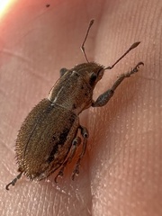 Naupactus peregrinus