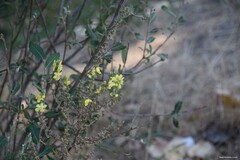 Verbascum pulverulentum