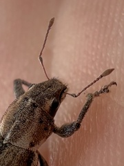 Naupactus peregrinus