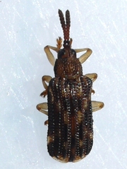 Sumitrosis inaequalis