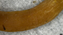 Laccaria japonica
