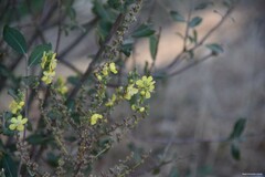 Verbascum pulverulentum