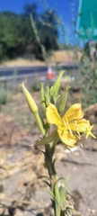 Oenothera elata