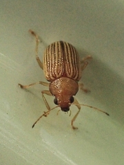 Colaspis brunnea
