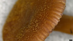 Laccaria japonica