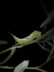 Furcula occidentalis