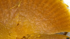 Laccaria japonica