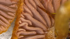 Laccaria japonica