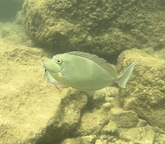 Naso unicornis