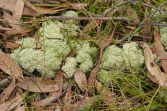 Cladonia confusa