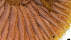 Laccaria japonica