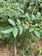 Zanthoxylum americanum