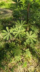 Lupinus gibertianus