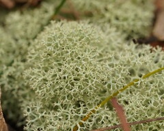 Cladonia confusa