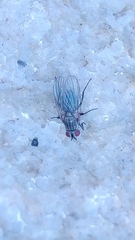 Diptera