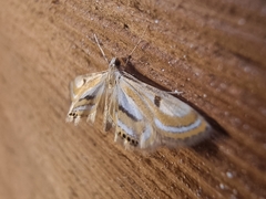 Tetrernia teminitis