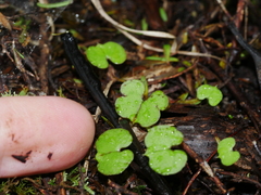 Corybas trilobus aggregate
